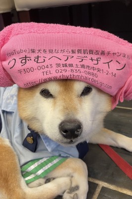 りずむヘアデザイン　土浦市　美容室　柴犬を見ながら髪質肌質改善チャンネル