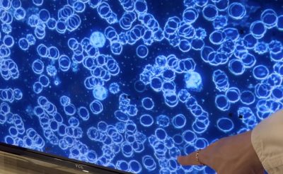 水素イオン　プリモ　悪玉活性酸素除去　還元美養　水素　赤血球　血液　光学顕微鏡　株式会社プロトン　RHD web shop プリモエイチプラス　primoH+ 世界初　夏目教授　国際抗老化再生医療推進機　IARO