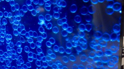 水素イオン　プリモ　悪玉活性酸素除去　還元美養　水素　赤血球　血液　光学顕微鏡　株式会社プロトン　RHD web shop プリモエイチプラス　primoH+ 世界初　夏目教授　国際抗老化再生医療推進機　IARO